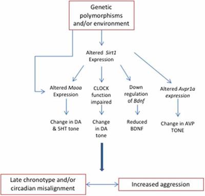 Are Owls and Larks Different When it Comes to Aggression? Genetics, Neurobiology, and Behavior